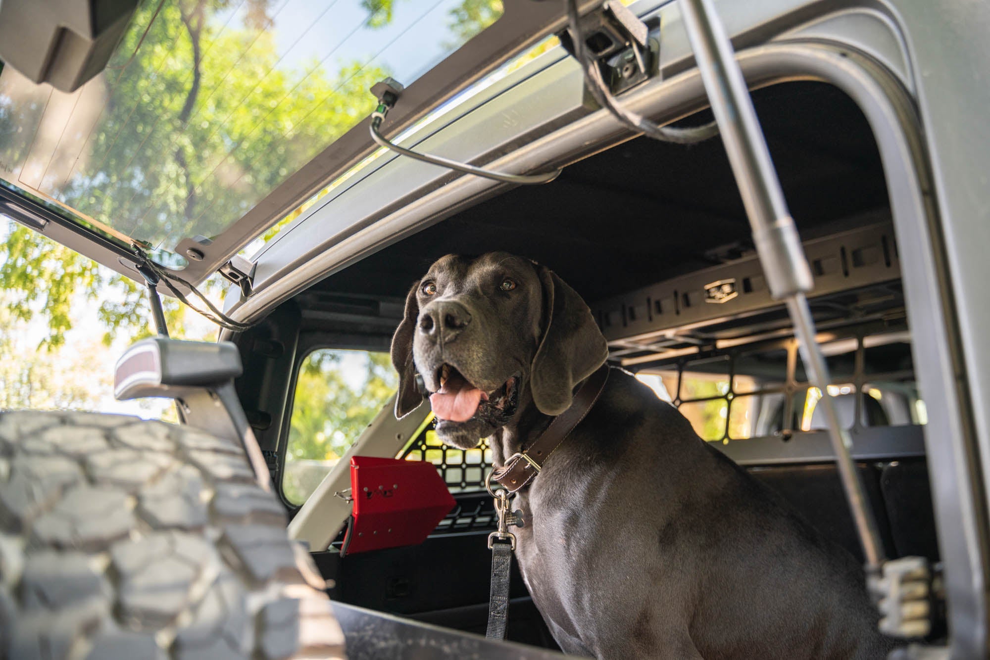 2021 2024 Ford Bronco Dog Barrier DV8 Offroad