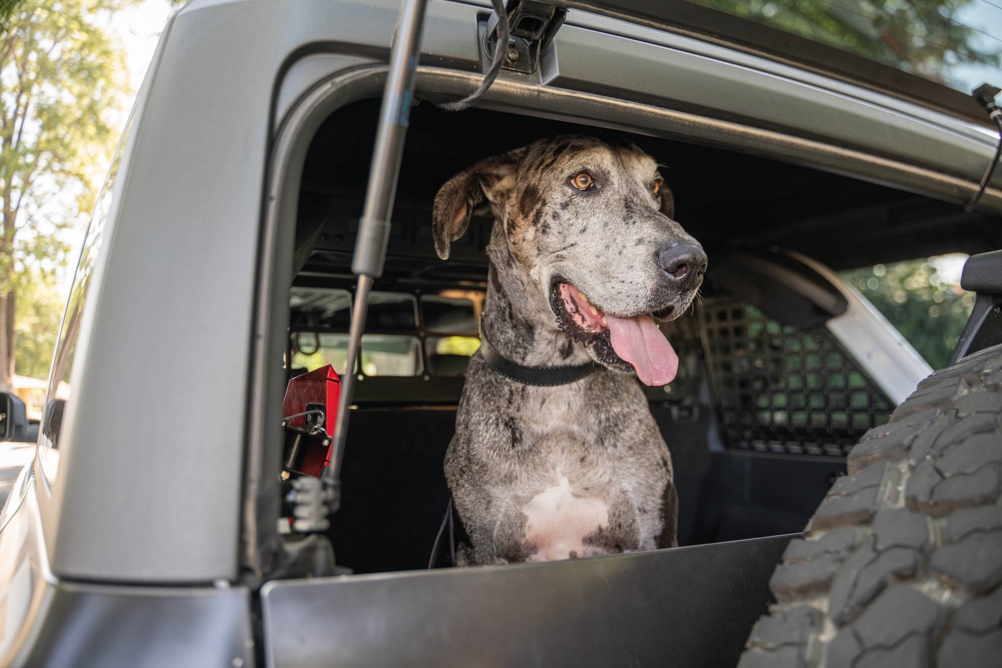 2021 2024 Ford Bronco Dog Barrier DV8 Offroad